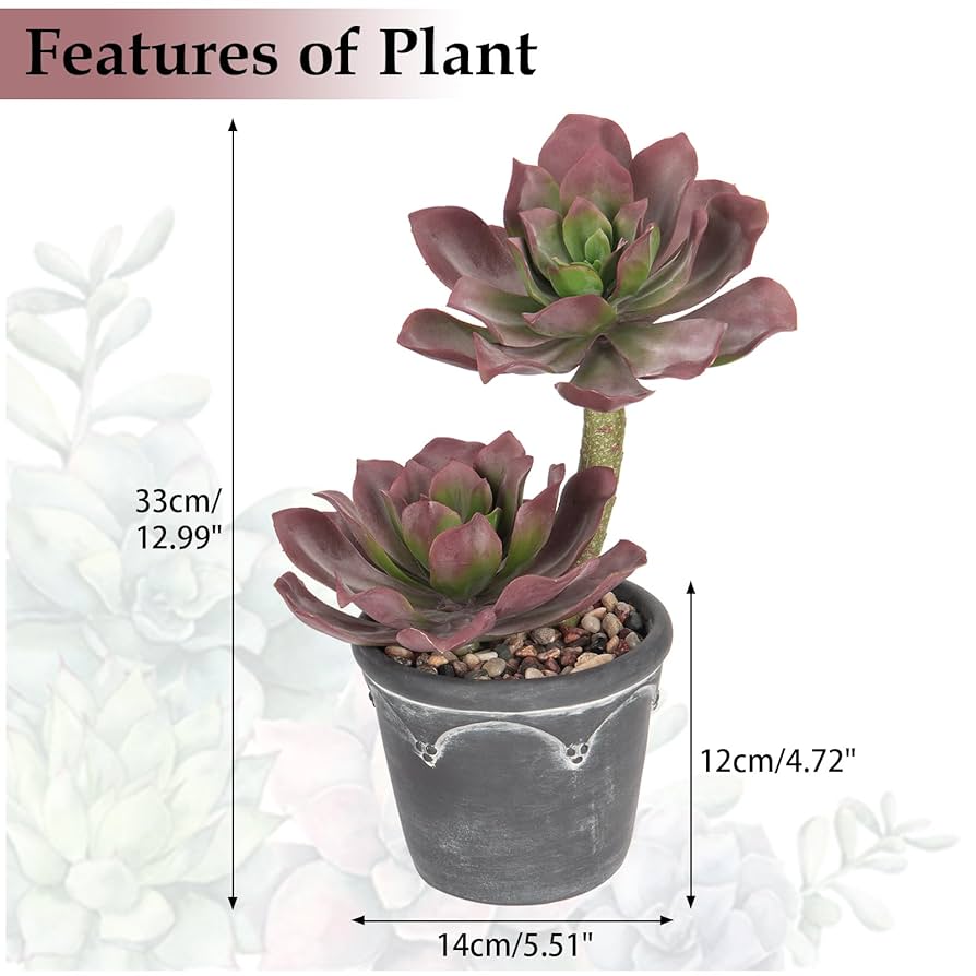 多肉植物 mqdefault.jpg